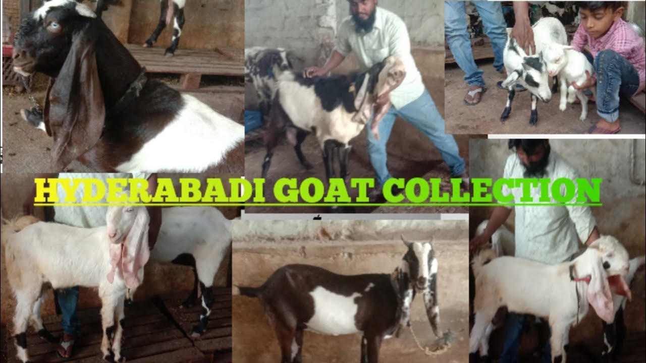 Vaheed Bhai pure Hyderabadi goat males and females collection Waheed bhai 📞97048 ...
