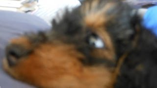 Introducing...Shadow