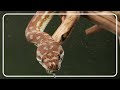 Pythons Found Frozen To Death Because Of Extreme Cold | Python Hunters