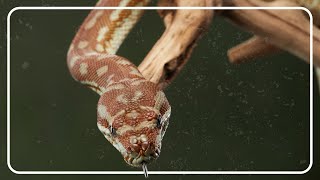 Pythons Found Frozen To Death Because Of Extreme Cold | Python Hunters