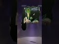 Finally receive new event glow wall skin #X_ISSSUE. #shortvideo #ffp #xsquad