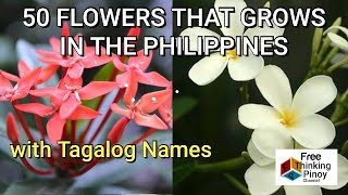 BULAKLAK NG PILIPINAS | 50 Most Common Flowers in the Philippines | Beautiful Flowers