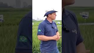 A Cultivar De Trigo Brs Belajoia É Uma Cultivar De Ciclo Precoce Que Entrega O Melhor Pacote Fitossa