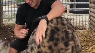 maxstrong showing off his hyenas