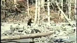 Bigfoot Patterson Film Stabilized Version