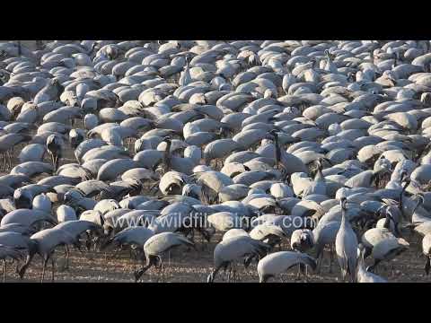 Kurja fill the air with calls as thousands gather to feed in Khichan