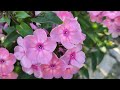 флокс метельчатый Рейнбоу Дансер ( Rainbow Dancer ( Танцующая Радуга)