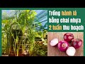 Cách Trồng Hành Lá Trong Chai Nhựa | Growing Green Onions