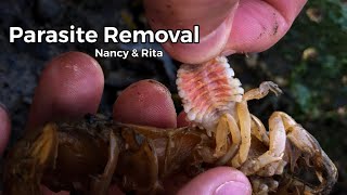 Parasite Removal from Nancy and Rita the Shrimp #shorts screenshot 2