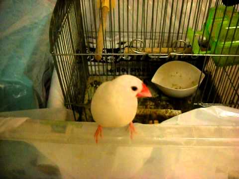 白文鳥　つばさ