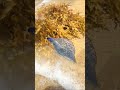 Dolphin Rescue on the Beach Rare Marine Life Encounter | Dolphin Washed Ashore