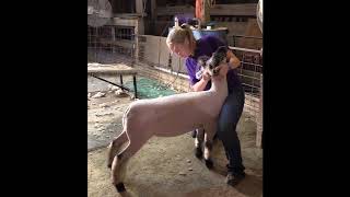 Standing Out In The Show Ring