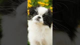 The Japanese Chin: A Delicate Yet Distinguished Companion #Dogs #Dogfacts #JapaneseChin