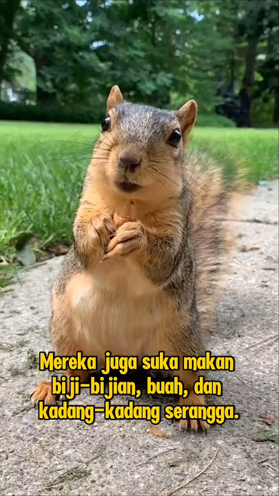 Tupai kecil imut dan menggemaskan #shorts #shortvideo #animals #tupai #animasilucu #fypシ゚viral #fyp