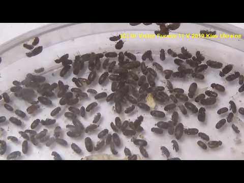 Who are Bisсuit Beetles in Your Kitchen? How to Get Rid of it? ?