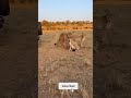Man Tries to Blend in with Cheetah! 🐆😳🔥#Cheetah #WildlifeEncounter #SafariMoment #wildlife #animals
