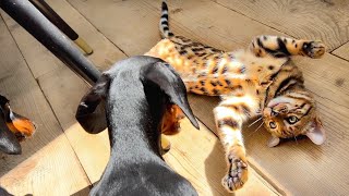 Dachshunds & Bengal Kitten. How are they doing, after 1.5 months together.
