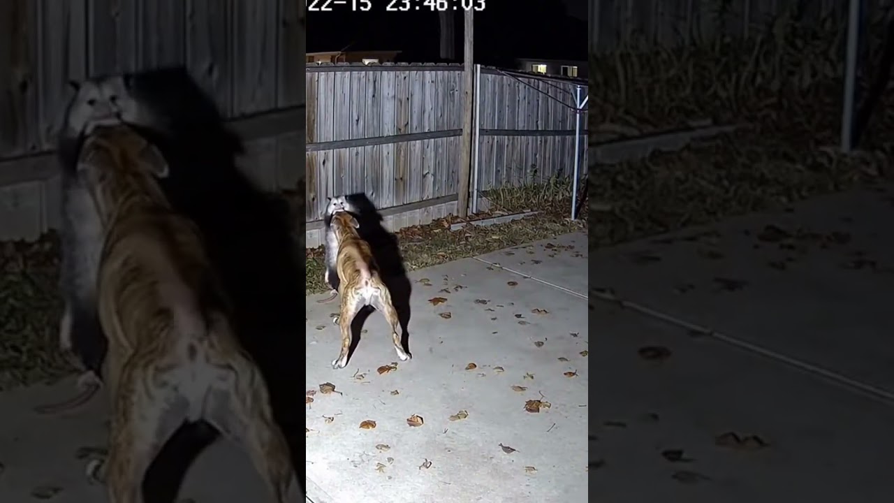 Territory Breakdown Battle 