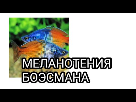 Меланотения боэсмана.(melanotaenia boesemani).