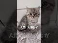 えっほえっほ！人間にも猫舌がいるって伝えなきゃ！🐾 #cat #kitten #猫のいる暮らし #猫 #子猫