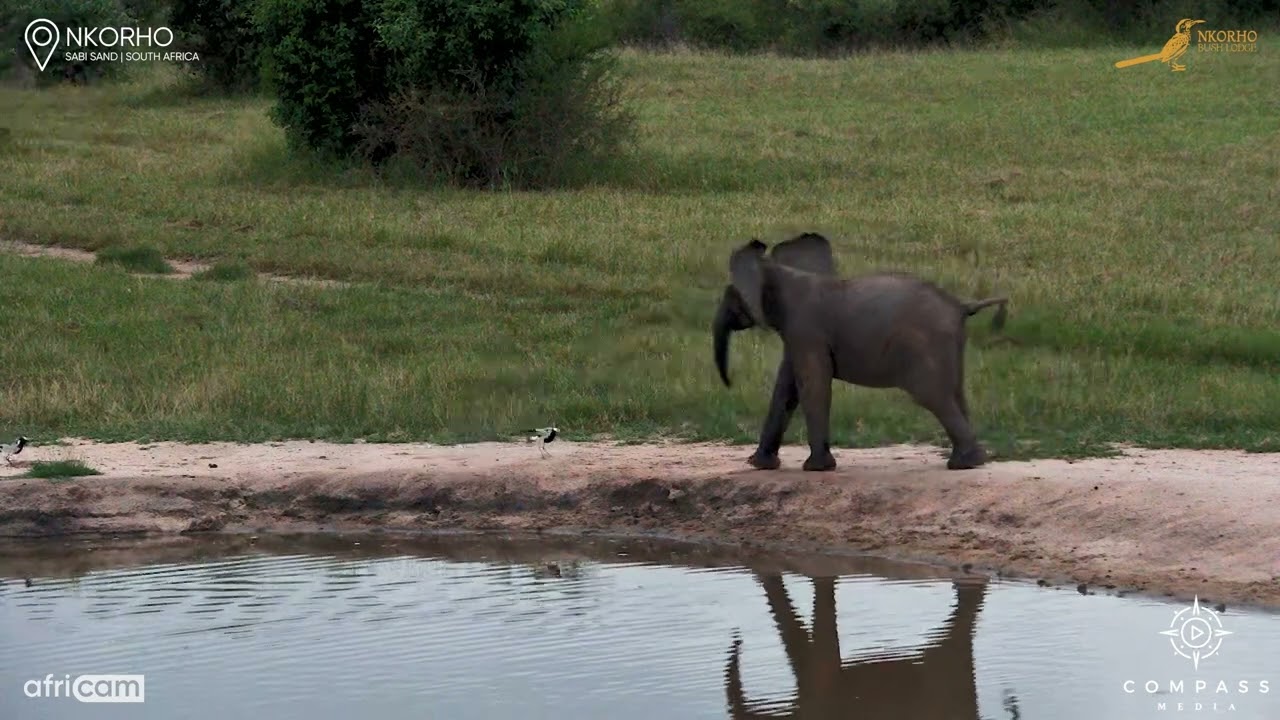 Tiny Bird Chases Elephant Away from Nest