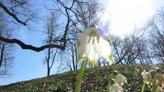 Leucojum vernum - bledule jarní - při odkvětu