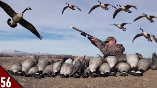 COVERED UP in GEESE! (Limited Out) | Wyoming Goose Hunting 2022