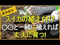 【スイカ栽培】病気になりにくい苗の植え方のコツ【有機農家直伝！無農薬で育てる家庭菜園】　23/4/22