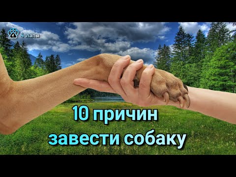 10 причин завести собаку