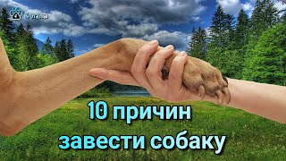10 причин завести собаку