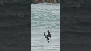 Bird crashes into the ocean talon first and flys away with a fish! #bird #birds #ospreys #ospreycam