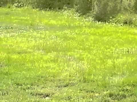 11004 Trotwood Dr, Riverview, FL home video tour