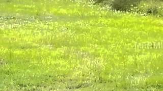 Homes for Sale - 11004 Trotwood Dr - Riverview, FL 33578 - Frank Roma
