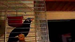 Download Lagu Sprechender Beo MP3