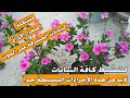 3 إجراءات بسيطة جدا لتنشيط كافة النباتات الضعيفة الونكا أصبحت تعطى زهور رائعة بكثافة عالية