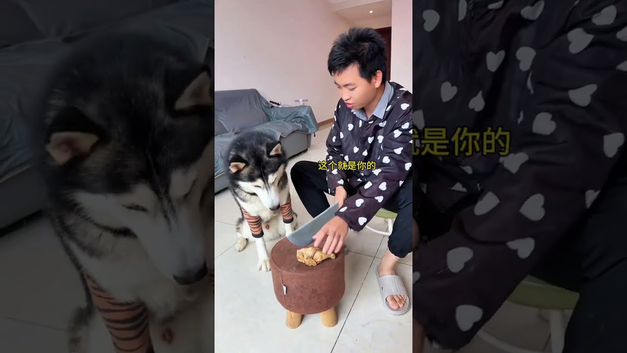 養狗就是玩，哈哈哈哈 #萬物可愛計劃 #誰家還沒個傻狗 #斑點狗大戰哈士奇 #萌寵出道計劃