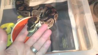 Famous Ball python collection update Profile
