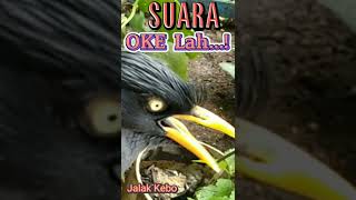 Download Lagu LANGSUNG TERIAK..! Suara Jalak Kebo Gacor Keras #shorts MP3 Download Lagu LANGSUNG TERIAK..! Suara Jalak Kebo Gacor Keras #shorts MP3