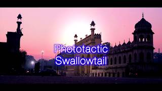 Phototactic Swallowtail / Maynith feat. VY1
