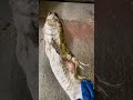 Mồi ngon zay 😂 ai góp bia không #netclick #videoviral #viral