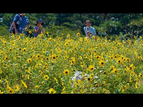 TOKYO. Showa Kinen Park in the the middle of summer. #4K #昭和記念公園