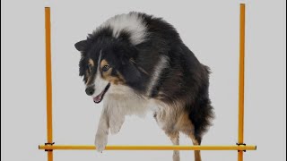 Dog Hurdles A Guy In The Gu - Still Can’t Dub On Dansk