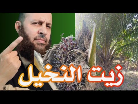 شجر زيت النخيل في تايلاند