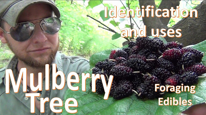The Mulberry Tree  Uses and Identification (Survival Foraging) - DayDayNews