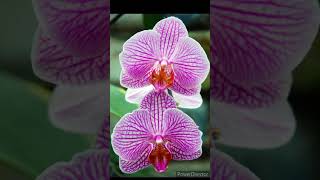 Любимые орхидеи