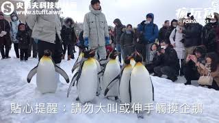 北海道旭山動物園冬天企鵝散步超近距離接觸！ 