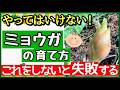 ミョウガを長~くたくさん収穫する最強の育て方!失敗しない植え付け~収穫までのコツ【初心者・プランター家庭菜園】