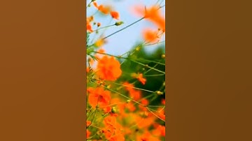 Thumbnail of How to Care Cosmos Flowers#shorts
