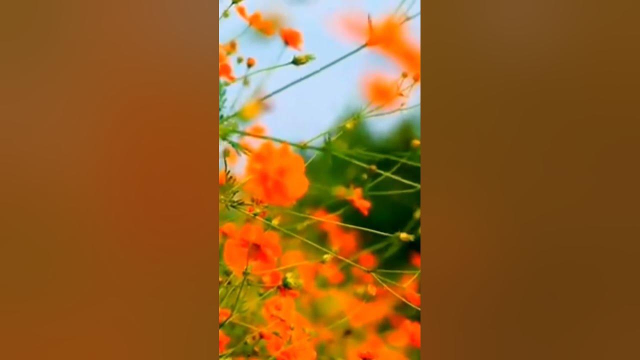 How to Care Cosmos Flowers#shorts