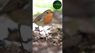CUTE ROBIN BIRD ASK FOR FOOD #wildlife #robinbird #slovenia